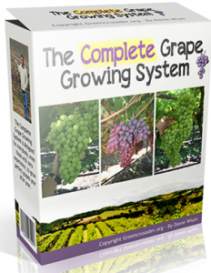 grow grapes